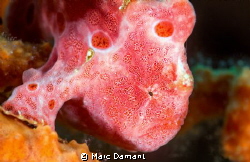 UnNatural Colour! The colours and shapes under the sea ar... by Marc Damant 